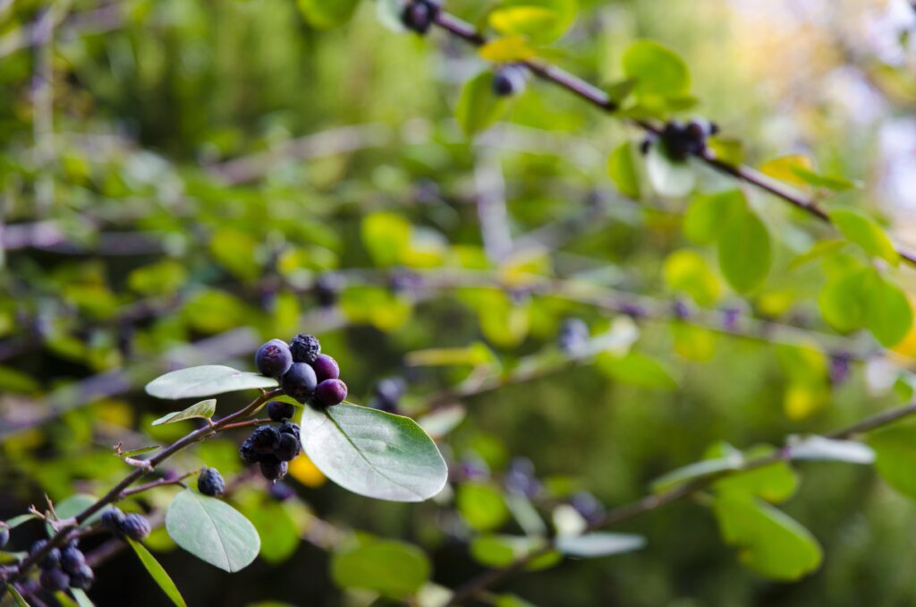 Exploring the Serenity of Kenya’s Tea Estates.