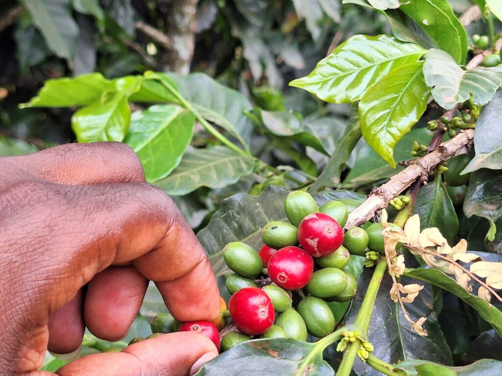 Exploring the Serenity of Kenya’s Tea Estates