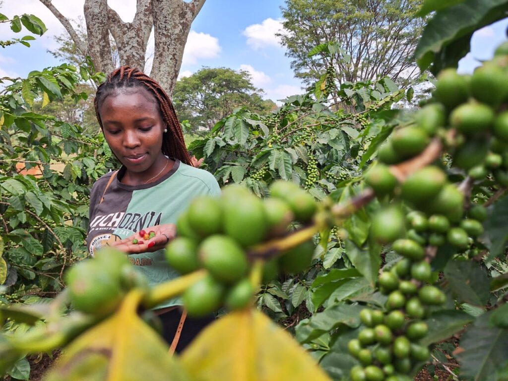 Coffee Farm Tour