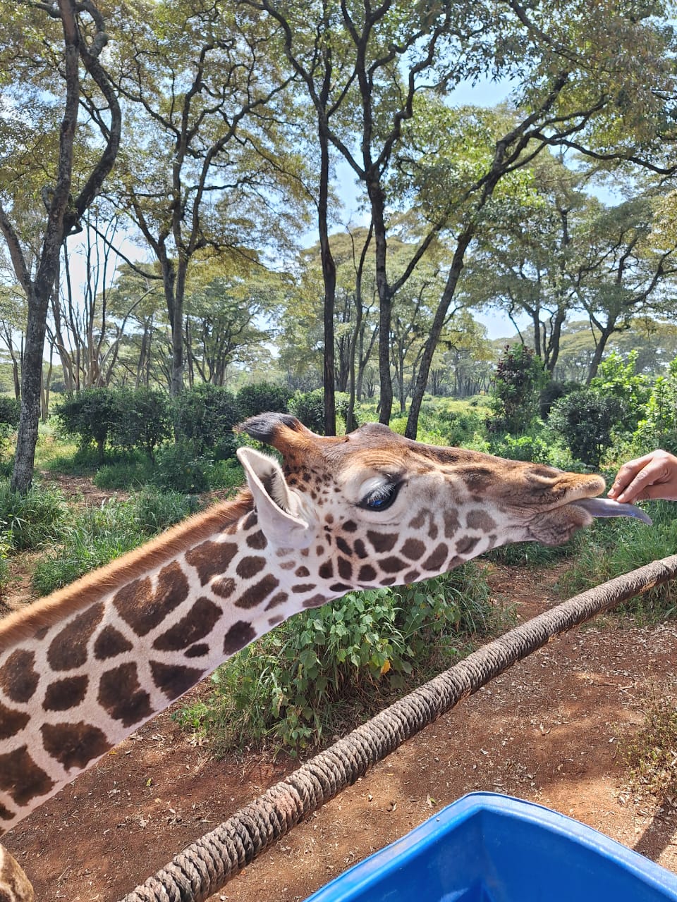 Giraffe Centre