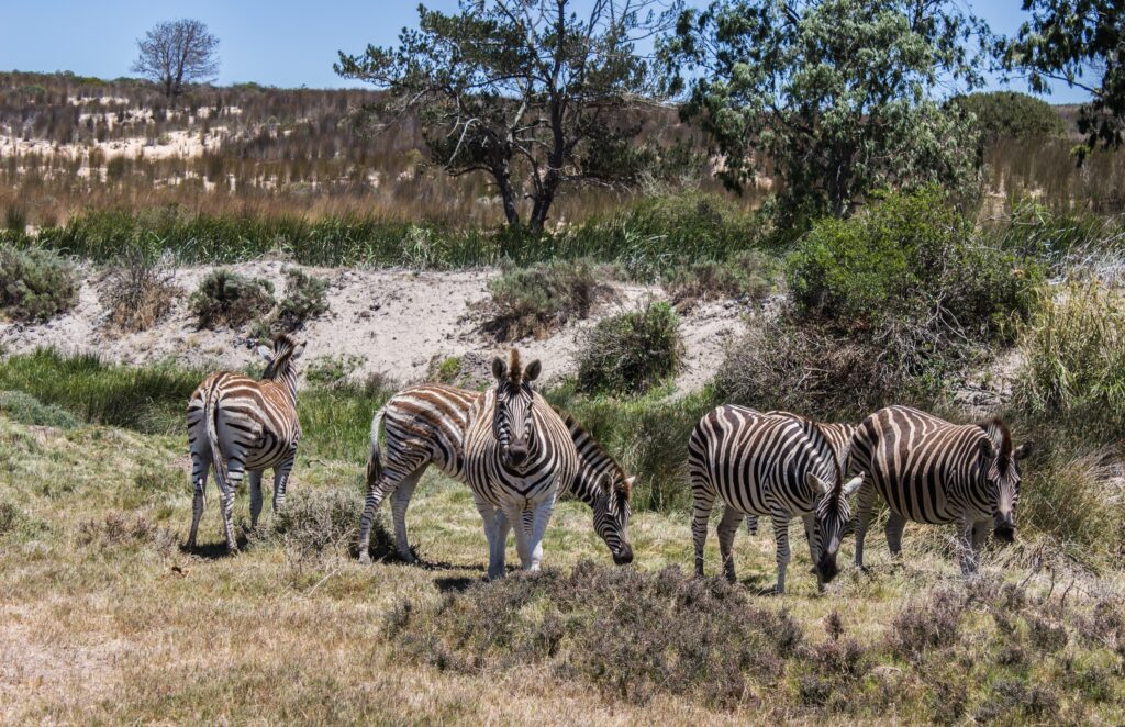 The Evolution of the Wild: Top 2026 Kenya Safari Trends You Can’t Ignore.