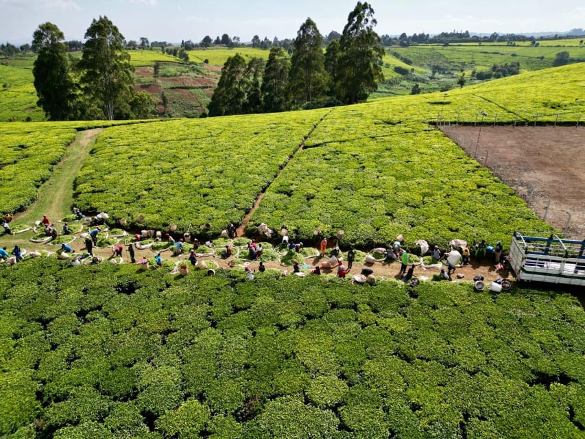 Kiambethu Farm Tour