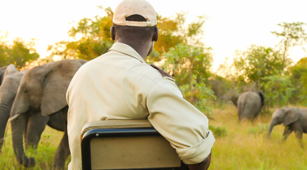 Affordable Safari Packages in Kenya