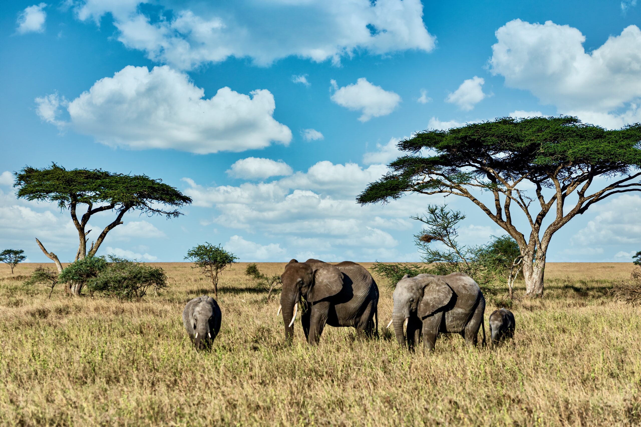 What Makes a Travel Company the Best?