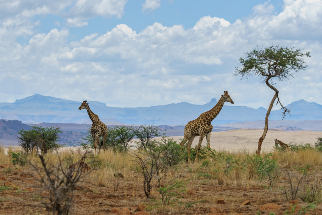 Amboseli National Park Safari from Nairobi: The Complete 2-Day Guide