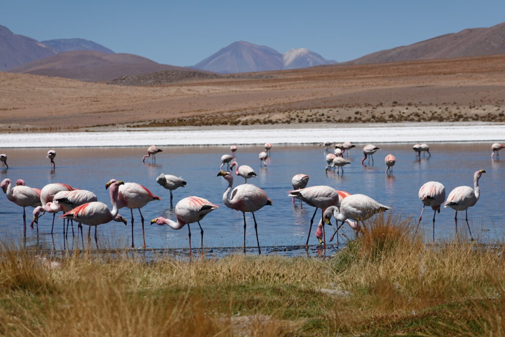 Lake Nakuru Day Trip from Nairobi: Flamingos, Rhinos & the Great Rift Valley