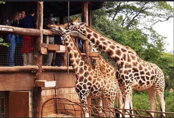 Giraffe Centre Nairobi: The Complete Guide to Feeding Giraffes in Kenya